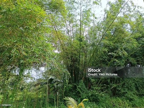 Pohon Bambu Besar Yang Tumbuh Di Hutan Tropis Asia Foto Stok - Unduh